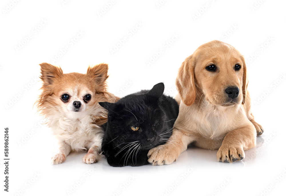 puppy labrador retriever, chihuahua and cat
