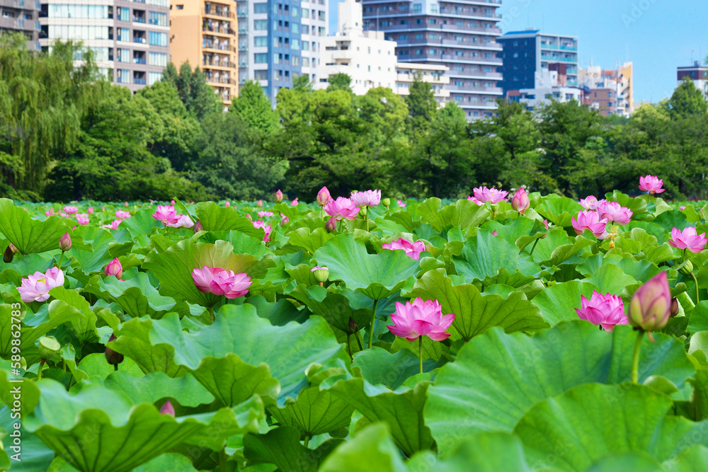 東京 上野 青空に映える不忍池の美しい蓮の花と高層ビル コピースペースあり(東京都) Tokyo Ueno Beautiful lotus flowers and skyscrapers at Shinobazu Pond against the blue sky with copy space (Japan) 東京 上野 青空に映える不忍池の美しい蓮の花と高層ビル コピースペースあり(東京都) Tokyo Ueno Beautiful lotus flowers and skyscrapers at Shinobazu Pond against the blue sky with copy space (Japan)
