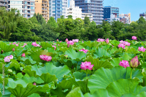 東京 上野 青空に映える不忍池の美しい蓮の花と高層ビル コピースペースあり（東京都） Tokyo Ueno Beautiful lotus flowers and skyscrapers at Shinobazu Pond against the blue sky with copy space (Japan)