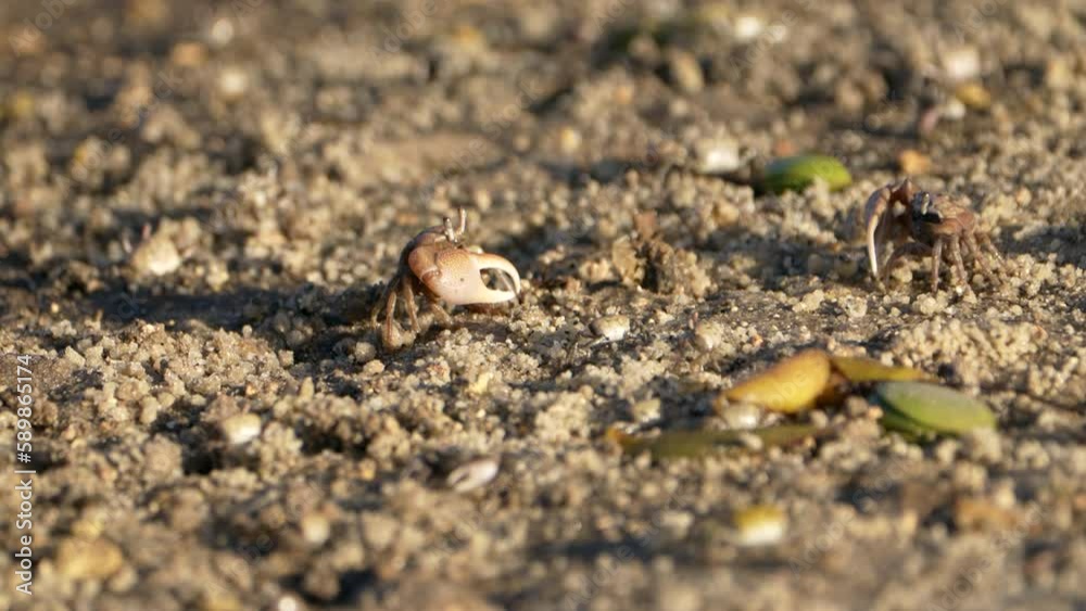 Wildlife: Crabs on the sandy floor - Super Slow Motion 4K 120fps Wildlife: Crabs on the sandy floor - Super Slow Motion 4K 120fps