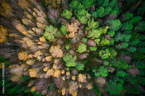 Above aerial shot of green pine forests and yellow foliage groves with beautiful texture of golden treetops. Beautiful fall season scenery in evening. Mountains in autumn in golden time