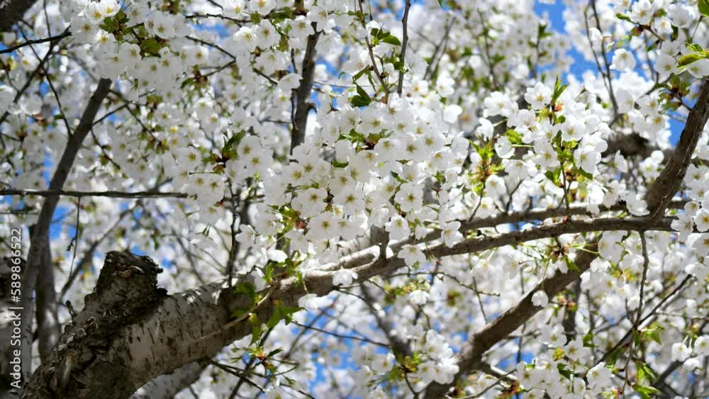 Cherry blossoms in the park in spring Cherry blossoms in the park in spring