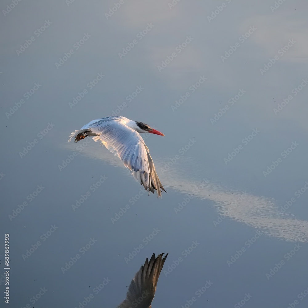Obraz premium Tern in Flight