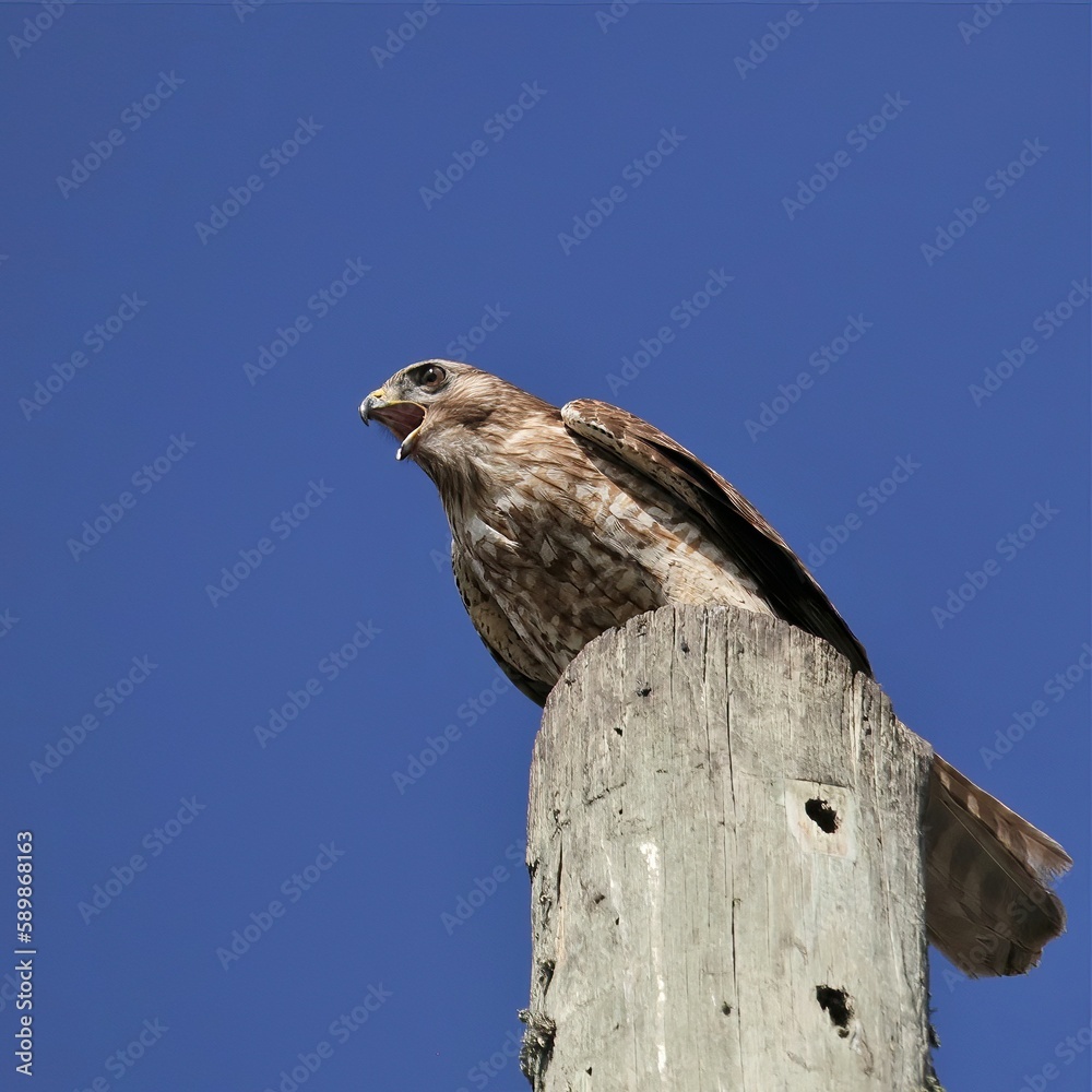 Red-Shouldered Hawk Lake Apopka Wildlife Drive Red-Shouldered Hawk Lake Apopka Wildlife Drive