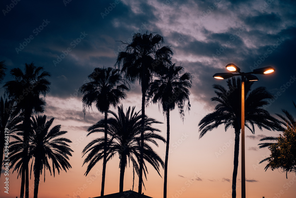 Obraz premium Silhouette of some palm trees at sunset. Tropical climate and tourist paradise