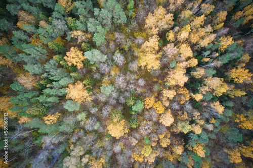 Above aerial shot of green pine forests and yellow foliage groves with beautiful texture of golden treetops. Beautiful fall season scenery in evening. Mountains in autumn in golden time