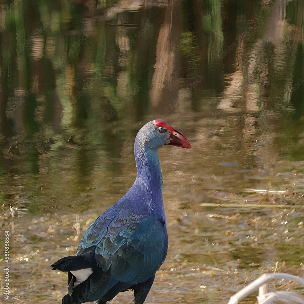 Fototapeta premium Grey-Headed Swamp Hen Lake Apopka Wildlife Drive