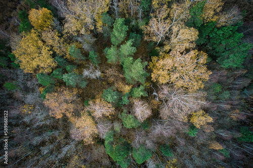 Above aerial shot of green pine forests and yellow foliage groves with beautiful texture of golden treetops. Beautiful fall season scenery in evening. Mountains in autumn in golden time