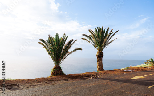 Madeira Palm Trees