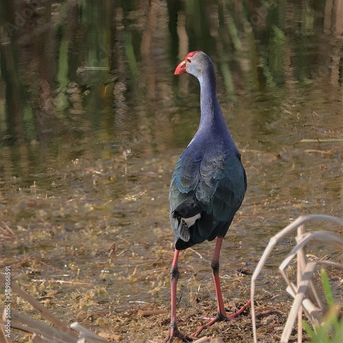Grey-Headed Swamp Hen Lake Apopka Wildlife Drive
