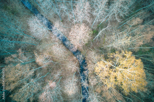 Above aerial shot of green pine forests and yellow foliage groves with beautiful texture of golden treetops. Beautiful fall season scenery in evening. Mountains in autumn in golden time