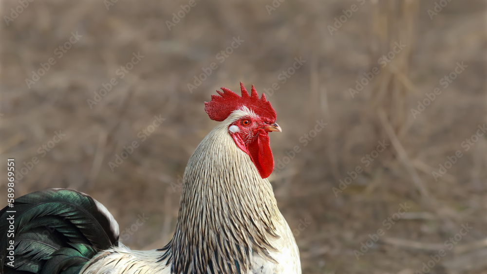 Beautiful Rooster standing on  blurred brown background. Portrait of a beautiful colorful rooster with a bright red comb.  Copy space for text. White rooster on the farm. Horizontal photo