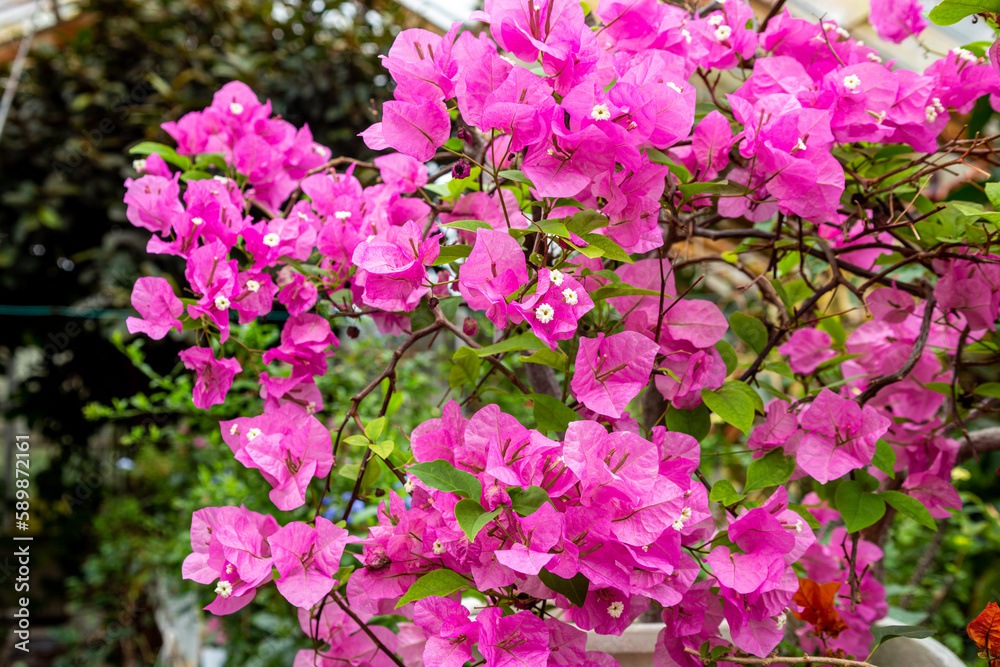 Bougainvillea flowers blooming in a greenhouse. Bougainvillea flowers blooming in a greenhouse.