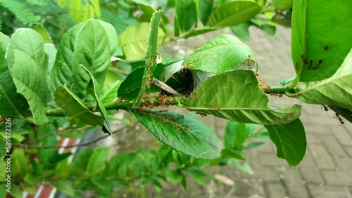 Kerengga nest in orange leaves, kerangga or rangrang Oecophylla are large red ants known for their high ability to form webbing for their nests. In English, they are called weaver ants. photo