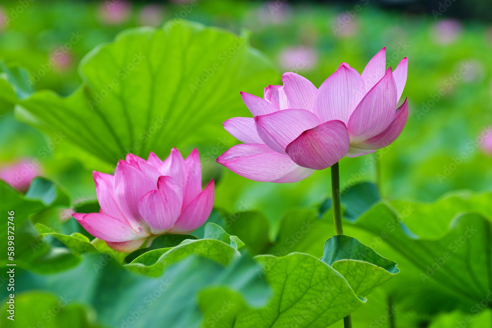 東京 上野 不忍池の美しい蓮の花　コピースペースあり（東京都） Beautiful lotus flowers at Shinobazu Pond in Ueno, Tokyo, with copy space (Tokyo, Japan)