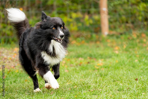 Australian shepherd dog during a survey photo