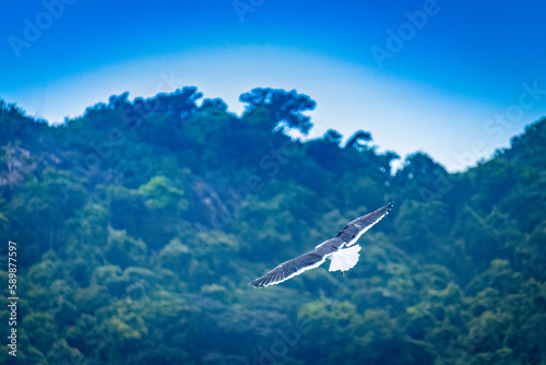 Heron flying around a curve, with green mountain in the background and blue sky.
