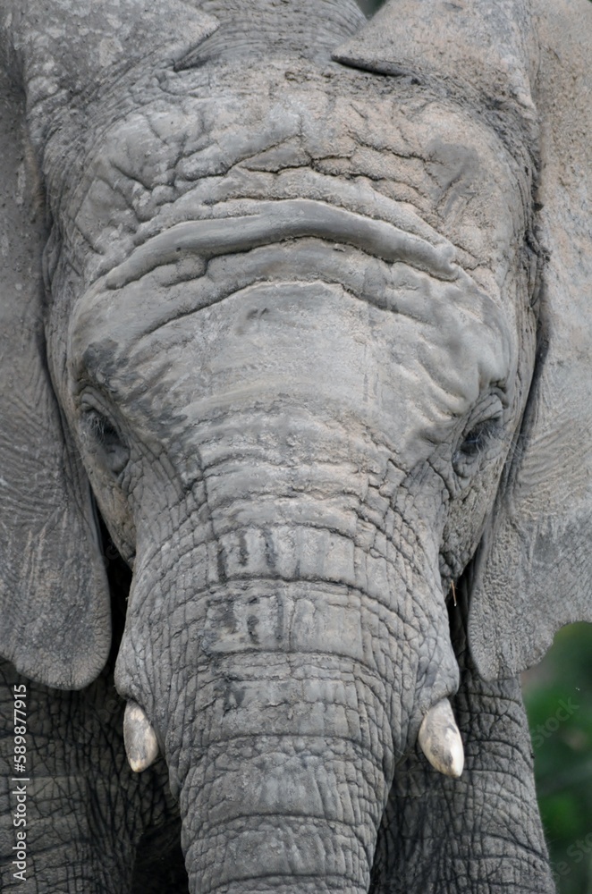 Elephants in Africa Elephants in Africa