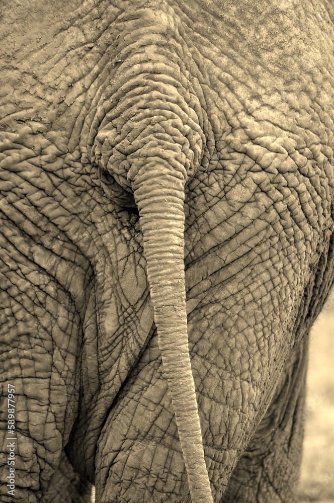 Elephants in Africa 