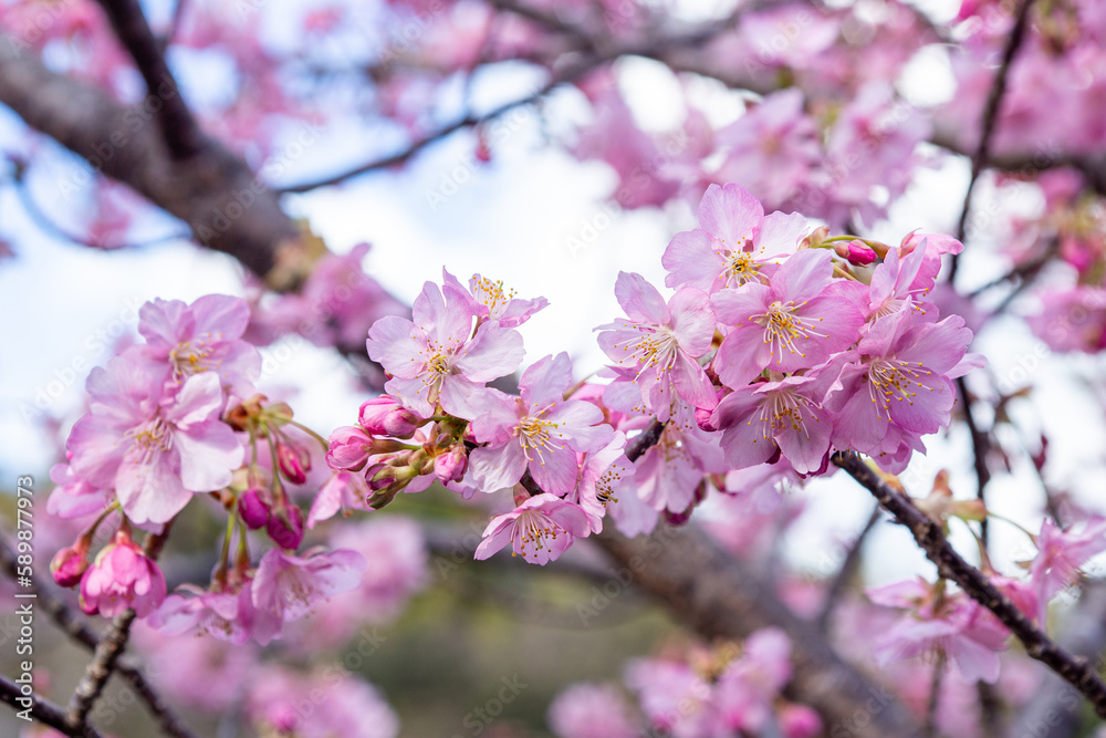 Close-up of Kawazu cherry blossoms in Izu. Close-up of Kawazu cherry blossoms in Izu.