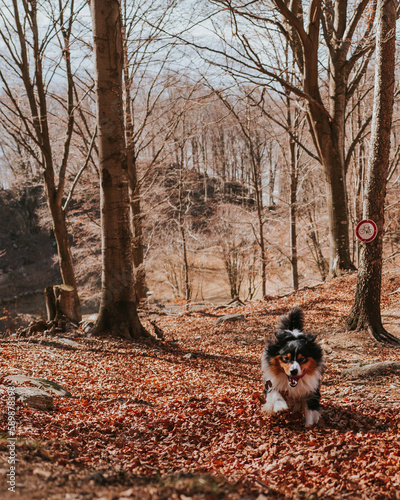 Australian Shepherd dog hiking in the swiss alps photo