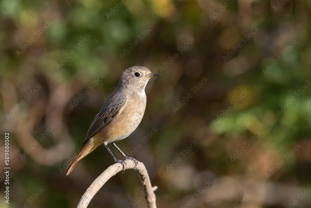 The Common Redstart female (Phoenicurus phoenicurus). The Common Redstart female (Phoenicurus phoenicurus).
