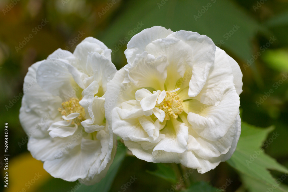 Rose flower rugosa white, grow in the garden. Rose flower rugosa white, grow in the garden.