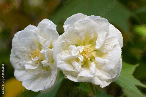 Rose flower rugosa white, grow in the garden. photo