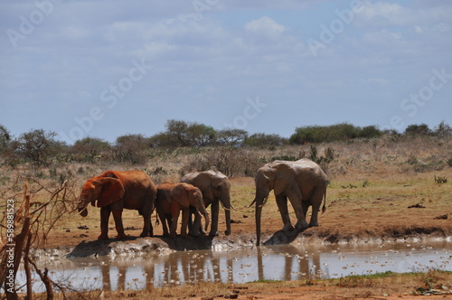 Elephants en savane africaine Kenya