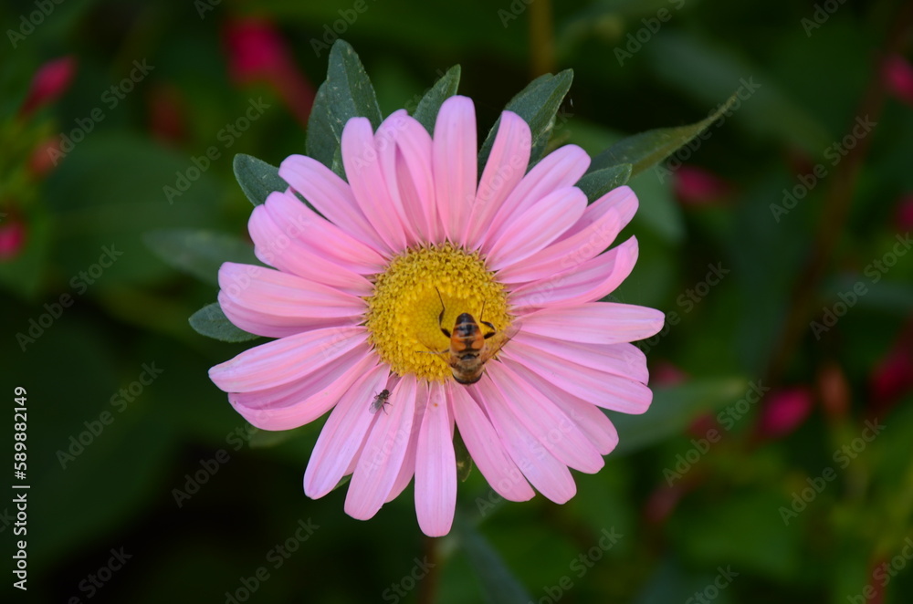 Obraz premium bee on pink flower