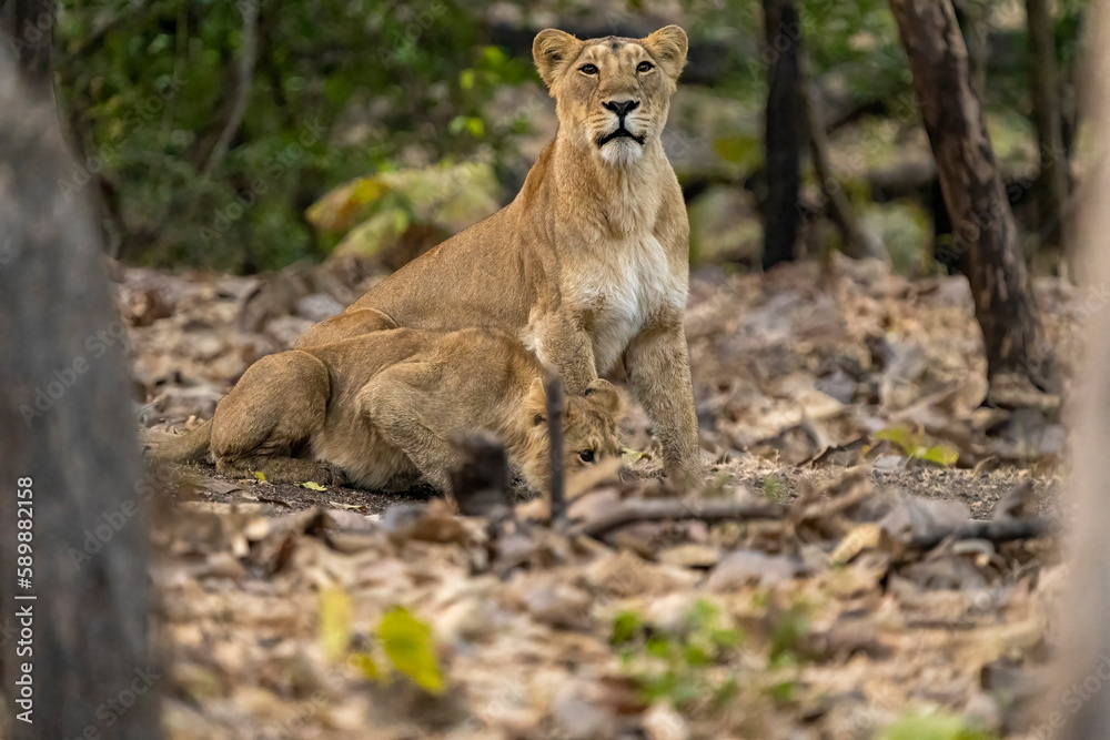 lion cub and lioness lion cub and lioness