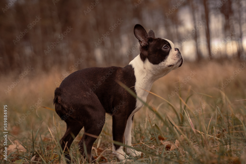 Adorable black and white French bulldog posing in the field