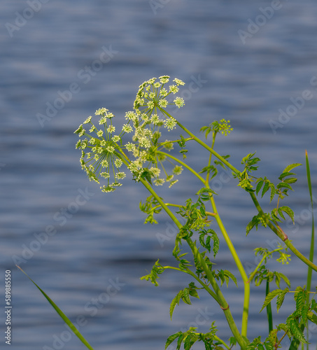 water hemlock - Cicuta maculata - in bloom, flower, blossom with blue water background. one of the most toxic plants on earth. closely related to the hemlock used to execute Socrates photo
