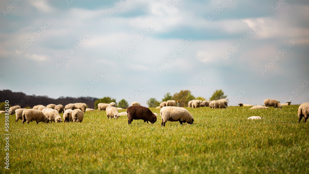 Schafe im Frühling auf der Wiese.