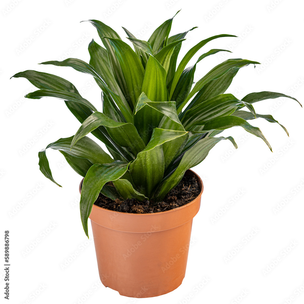 Striped dracaena in pot Striped dracaena in pot