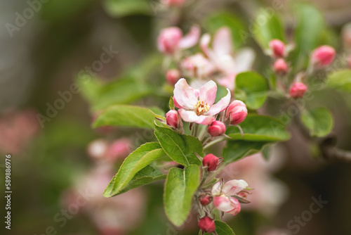 Apfelblüten, Nahaufnahme.