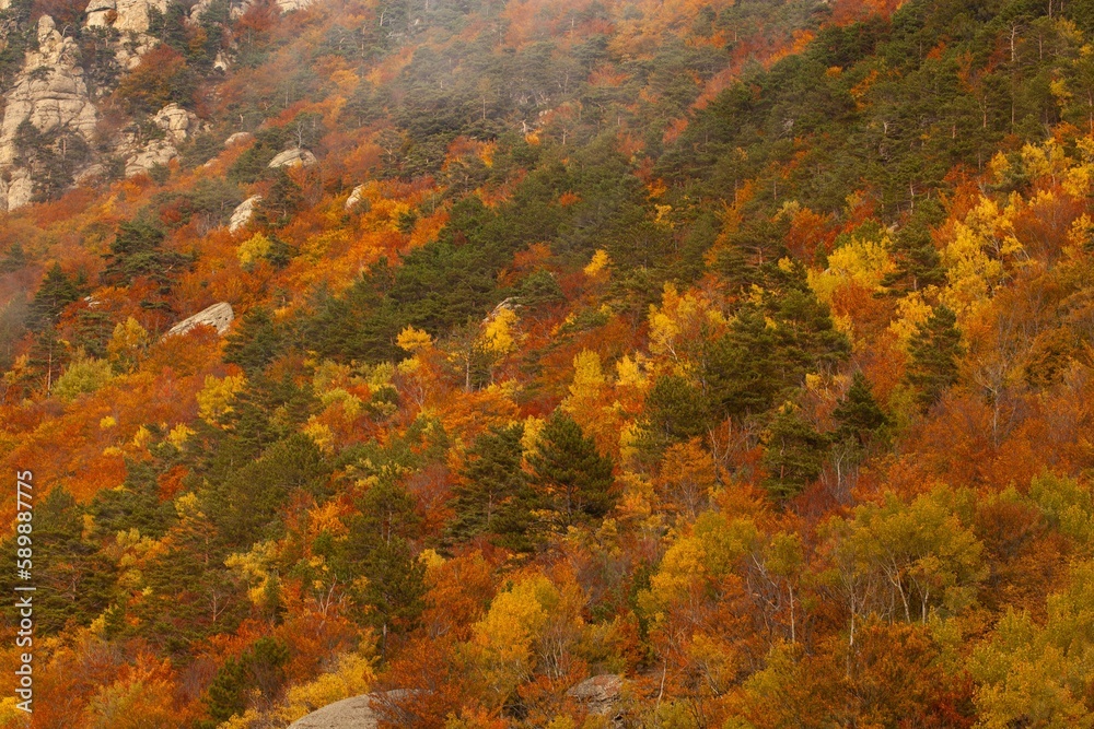 Mountain autumn forest. Hills trees in fall. Beautiful mountains Mountain autumn forest. Hills trees in fall. Beautiful mountains