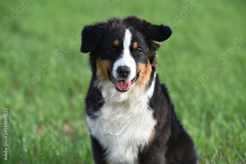 un perro de raza pastor australiano en el campo