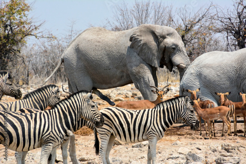 Elephants, antelopes and zebras came to drink in the salt marsh. Animals in the natural environment