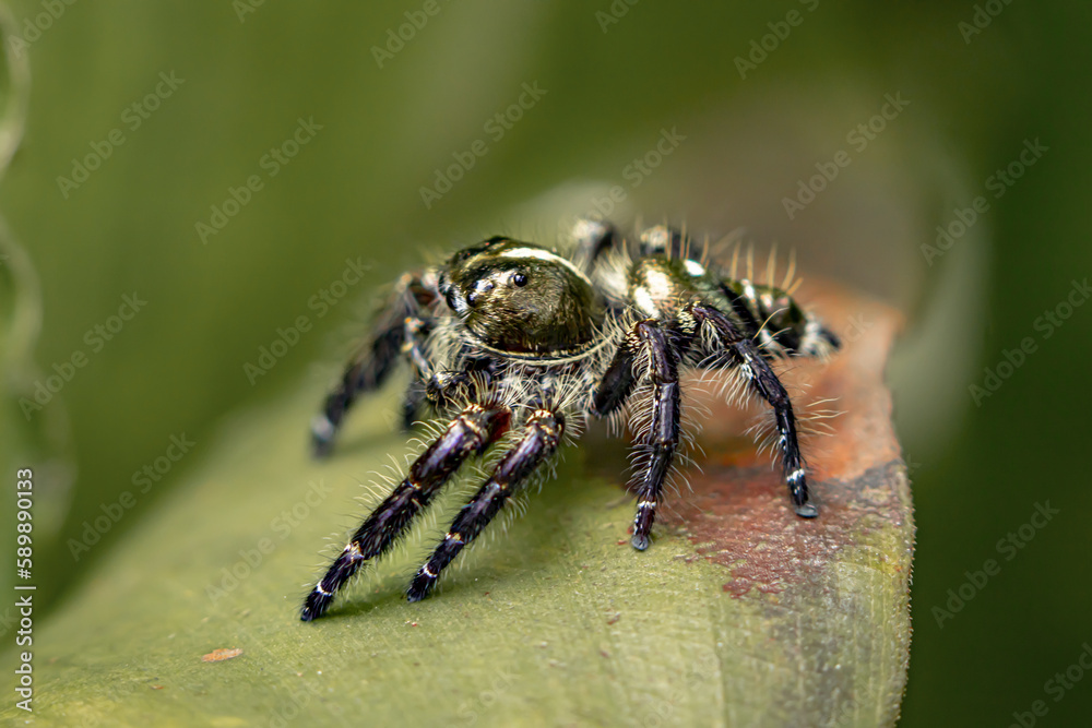 phidippus on top of the leaves phidippus on top of the leaves