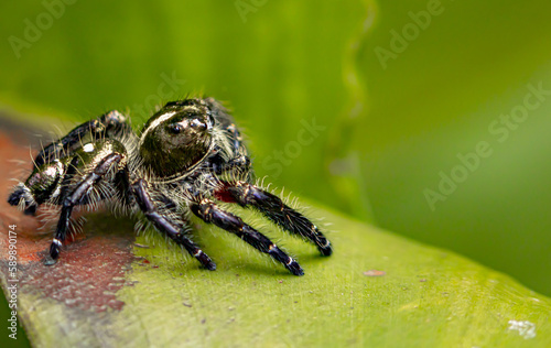 phidippus on top of the leaves 