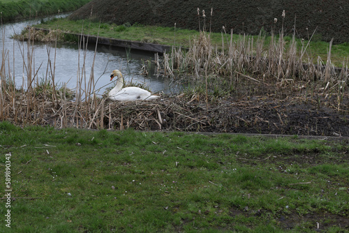 Lonely swan is waiting for baby swan among grass near the river at the beginning of spring.