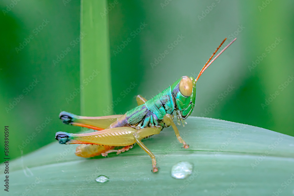 locusts that live on the leaves and stems of a plant Stock Photo