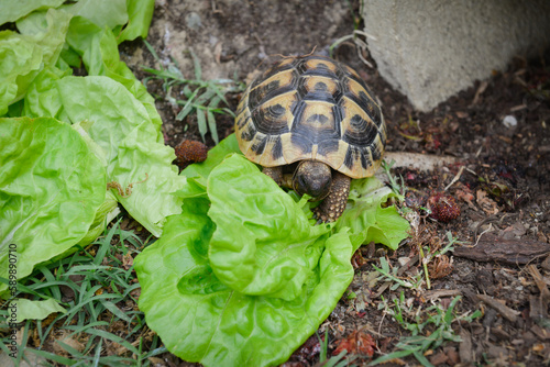 Quadro em tela Une tortue de terre mange une feuille de salade verte