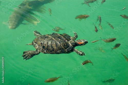 Tableau sur toile Tortue de Floride nageant dans un bassin dans un parc avec des poissons