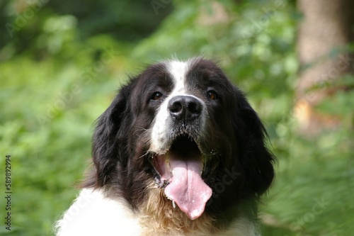 Closeup of a Landseer dog