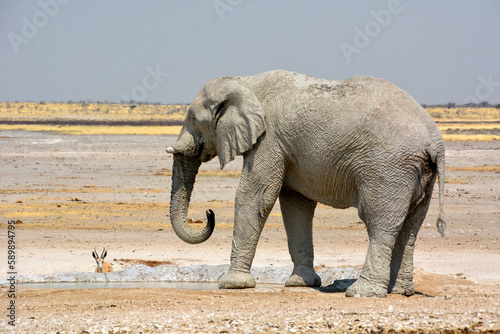A big old elephant walks across the stony desert to a watering hole. Endless rocky salt flats in the background