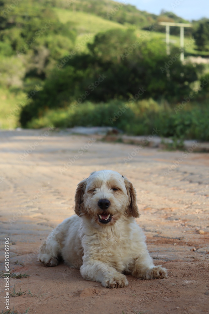 small dog lying down and smiling in the middle of the dirt road on a sunny day small dog lying down and smiling in the middle of the dirt road on a sunny day
