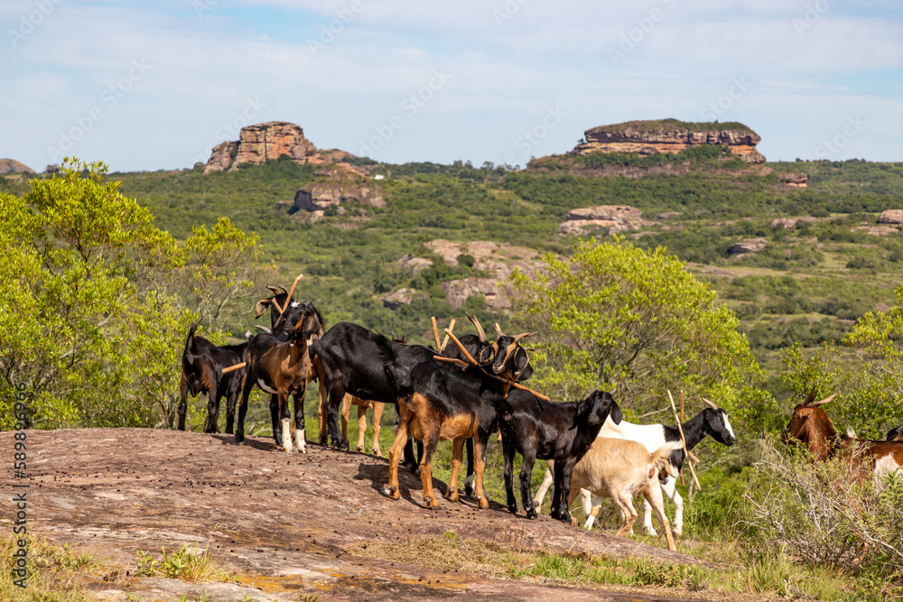 Goat over a geological formation