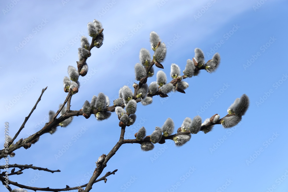 Willow branches with young bushy sprouts blossom against clear blue sky in spring horizontal view closeup Willow branches with young bushy sprouts blossom against clear blue sky in spring horizontal view closeup